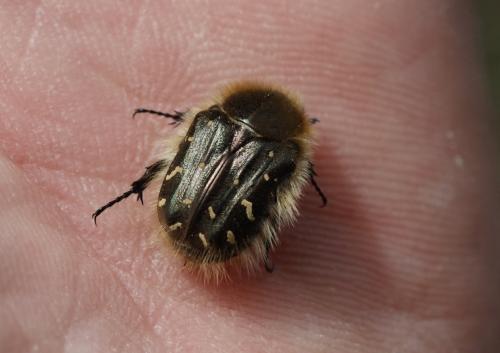 Tropinota hirta